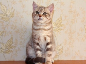 Серебристый мраморный табби окрас британских кошек: фото галерея, стандарт породы, виды окрасов. Серебристые мраморные табби британские кошки, коты, котята. Британцы серебристые мраморные табби (мрамор на серебре).